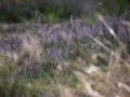 Close-up of wild bloomin pink heather in forest. Beautiful nature. Royalty Free Stock Photo