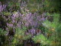 Close-up of wild bloomin pink heather in forest. Beautiful nature. Royalty Free Stock Photo
