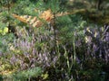 Close-up of wild bloomin pink heather in forest. Beautiful nature. Royalty Free Stock Photo