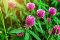 Close up of wild blossoming pink and red clover Trifolium pratense flower on green leaves background on meadow in summer