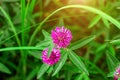 Close up of wild blossoming pink and red clover Trifolium pratense flower on green leaves background on meadow in summer Royalty Free Stock Photo