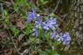 Group of Wild Blue Phlox, Phlox divaricate