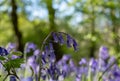 Close up of wild bluebells on the forest floor in spring, photographed at Old Park Wood nature reserve, Harefield, Hillingdon UK. Royalty Free Stock Photo