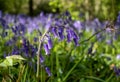 Close up of wild bluebells on the forest floor in spring, photographed at Old Park Wood nature reserve, Harefield, Hillingdon UK. Royalty Free Stock Photo