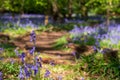 Wild bluebells in the shade of trees, photographed at Pear Wood next to Stanmore Country Park in Stanmore, Middlesex UK Royalty Free Stock Photo