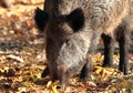 Close up of wild boar in autumn forest Royalty Free Stock Photo