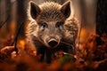 Close up of wild boar in forest