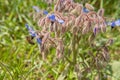 Close-up of the Wild Borage plant Borago officinalis Royalty Free Stock Photo