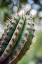 Close up of a wild cactus arm with sharp spines produce from areoles.
