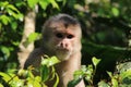 Close up of a wild capuchin monky, Cebus albifrons,looking straight at the camera without emotions
