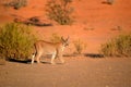 Close up, wild Caracal, side view on walking desert lynx in early morning typical desert environment against reddish dunes of