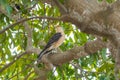 A close-up of a wild Carancho perched on a tree in nature Royalty Free Stock Photo
