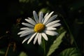 A close up of wild chamomile (ox-eye daisy, Leucanthemum vulgare) in the morning dew, selective focus Royalty Free Stock Photo