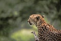Close up of a wild Cheetah Serengeti