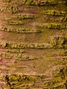 Close-up of Wild cherry tree bark, covered with a thin layer of green moss Royalty Free Stock Photo