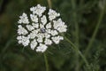 Wild Common Carrot Royalty Free Stock Photo