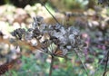 Close up of wild cow parsnip seed heads against a blurred nature background