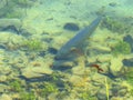 Close up of a wild cutthroat trout feeding in trout lake at yellowstone