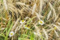 Close-up of wild daisies in a field on a farm on a sunny summer day, together with cereal ears. Rural background