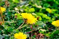 A close up of wild dandelions on a hillside.