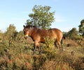 Close up of a wild Dartmoor Pony