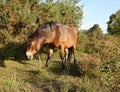 Close up of a wild Dartmoor Pony