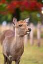 Close up of a wild deer young fawn in nature at national park Royalty Free Stock Photo