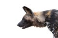 Close-up of wild dog. Isolated on white Royalty Free Stock Photo