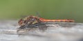 Close-up of a wild dragonfly with a red body and long wings sitting on a piece of old wood against a green background Royalty Free Stock Photo