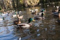 Close-up wild drakes and ducks on pond of urban park. Diagonal horizon.