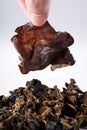 Close up of wild dried black fungus on white background Royalty Free Stock Photo