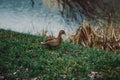 Close-up wild duck nibbles on grass and walks on green grass near a pond. Feathers in macro with water droplets Royalty Free Stock Photo