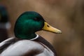 Close-up wild duck nibbles on grass and walks on green grass near a pond. Feathers in macro with water droplets Royalty Free Stock Photo