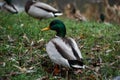 Close-up wild duck nibbles on grass and walks on green grass near a pond. Feathers in macro with water droplets Royalty Free Stock Photo