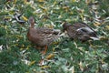 Close-up wild duck nibbles on grass and walks on green grass near a pond. Feathers in macro with water droplets Royalty Free Stock Photo