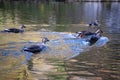 close-up wild ducks ( eastern spot-billed duck ) swimming in water