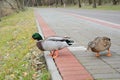 Close-up of the wild ducks in the walkway Royalty Free Stock Photo