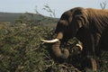 Africa- Close Up of a Wild Elephant Eating a Thorny Acacia Bush Royalty Free Stock Photo