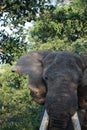 Young wild elephant in South Africa with large tusks Royalty Free Stock Photo