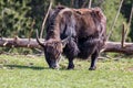 Close up of a wild European Buffalo Bison in Jura Royalty Free Stock Photo