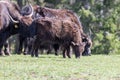 Close up of a wild European Buffalo Bison in Jura Royalty Free Stock Photo