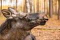 Close up of wild female moose, elk