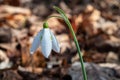 Close up of wild flower snowdrop with dew drops in forest in spring Royalty Free Stock Photo