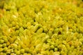 Close up of a wild flower species, Yarrow flower.