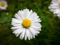 Close up of wild flower with yellow pollen and white petals against green grass in garden during day. Macro of common daisy in