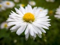 Close up of wild flower with yellow pollen and white petals against green grass in garden during day. Macro of common daisy in Royalty Free Stock Photo