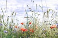 Close-up, wild flowers red poppy and cornflowers Royalty Free Stock Photo