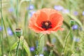 Close-up, wild flowers red poppy and cornflowers Royalty Free Stock Photo