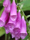 Close up of wild foxgloves with raindrops