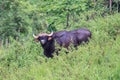 A close up of wild gaur eating grass in the forest Royalty Free Stock Photo